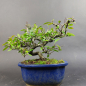 Preview: Bonsai - Feuerdorn, Pyracantha