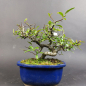 Preview: Bonsai - Feuerdorn, Pyracantha