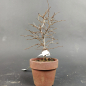 Preview: Bonsai - Zelkova Serrata