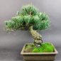 Preview: Bonsai - Mädchenkiefer, Pinus Pentaphylla, Japan