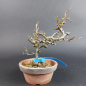 Preview: Bonsai - Zierquitte, Chaenomeles speciosa, Chojubai, weiß