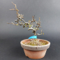 Preview: Bonsai - Zierquitte, Chaenomeles speciosa, Chojubai, weiß