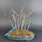 Preview: Bonsai - Hainbuche, Carpinus Laxiflora, Japan