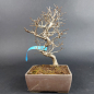 Preview: Bonsai - Hainbuche, Carpinus Coreana, Japan