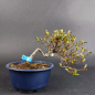 Preview: Bonsai - Jap. Satsuki Azalee, Koun, Shohin