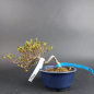 Preview: Bonsai - Jap. Satsuki Azalee, Koun, Shohin