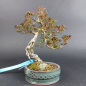 Preview: Bonsai - Japanese Satsuki Azalea, Hoshi no Kagayaki