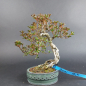 Preview: Bonsai - Japanese Satsuki Azalea, Hoshi no Kagayaki