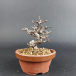Preview: Bonsai - Zierquitte, Chaenomeles speciosa, Chojubai