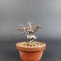 Preview: Bonsai - Zierquitte, Chaenomeles speciosa, Chojubai