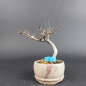 Preview: Bonsai - Japanese Beech, Fagus Crenata, Shohin