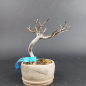 Preview: Bonsai - Japanese Beech, Fagus Crenata, Shohin