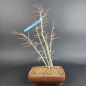 Preview: Bonsai - Fächerahorn, Acer Palmatum Yukihime