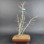 Preview: Bonsai - Fächerahorn, Acer Palmatum Yukihime