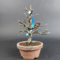 Preview: Bonsai - Quitte, Cydonia Sinensis, Shohin