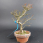 Preview: Bonsai - Euonymus alatus, Shohin