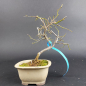Preview: Bonsai - Sabia Japonica, Shohin