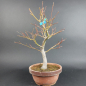 Preview: Bonsai - Japanese Maple, Acer Palmatum Itaya