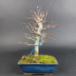 Preview: Bonsai - Fächerahorn, Acer Palmatum Yamamomiji