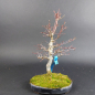 Preview: Bonsai - Japanese Maple, Acer Palmatum Yamamomiji