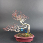 Preview: Bonsai - Fächerahorn, Acer Palmatum Yamamomiji