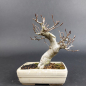 Preview: Bonsai - Kerbbuche, Fagus Crenata, Shohin, Japan