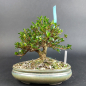 Preview: Bonsai - Jap. Satsuki Azalee, Shohin