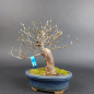 Preview: Bonsai - Stewartia Monadelpha, Shohin