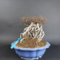 Preview: Bonsai - Zelkova Nire