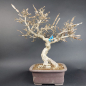 Preview: Bonsai - Euonymus alatus