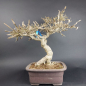 Preview: Bonsai - Euonymus alatus