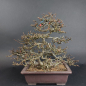 Preview: Bonsai - Zierquitte, Chaenomeles speciosa, Chojubai
