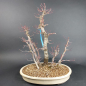 Preview: Bonsai - Fächerahorn, Acer Palmatum Arakawa