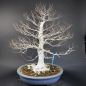 Preview: Bonsai - Kerbbuche, Fagus Crenata, Japan