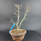 Preview: Bonsai - Fächerahorn, Acer Palmatum Yukihime