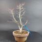 Preview: Bonsai - Fächerahorn, Acer Palmatum Yukihime