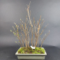 Preview: Bonsai - Stewartia monadelpha