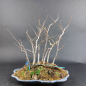 Preview: Bonsai - Hainbuche, Carpinus Laxiflora Forest, Japan