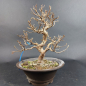 Preview: Bonsai - Stewartia Monadelpha