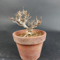 Preview: Bonsai - Trident Maple, Acer Buergerianum, Shohin
