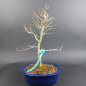 Preview: Bonsai - Kerbbuche, Fagus Crenata, Japan