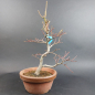 Preview: Bonsai - Fächerahorn, Acer Palmatum Itaya