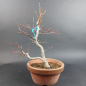 Preview: Bonsai - Fächerahorn, Acer Palmatum Itaya