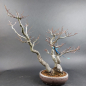 Preview: Bonsai - Euonymus alatus