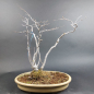 Preview: Bonsai - Ilex Serrata, Jap. Winterbeere, weiblich