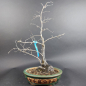 Preview: Bonsai - Diospyros Kaki, Weiblich