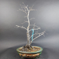 Preview: Bonsai - Diospyros Kaki, Weiblich