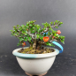 Preview: Bonsai - Zierquitte, Chaenomeles speciosa, Chojubai