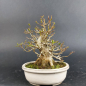 Preview: Bonsai - Trident Maple, Acer Buergerianum, Shohin