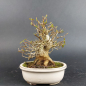 Preview: Bonsai - Trident Maple, Acer Buergerianum, Shohin